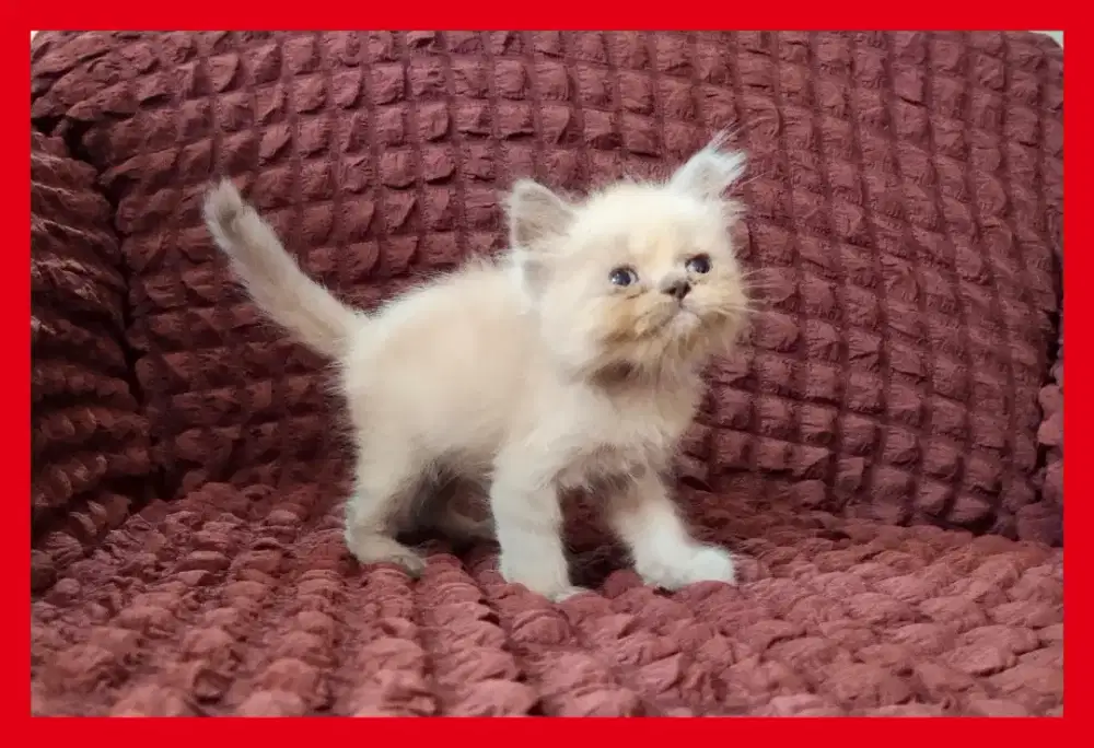 Kitten Persia Jantan kepala kotak