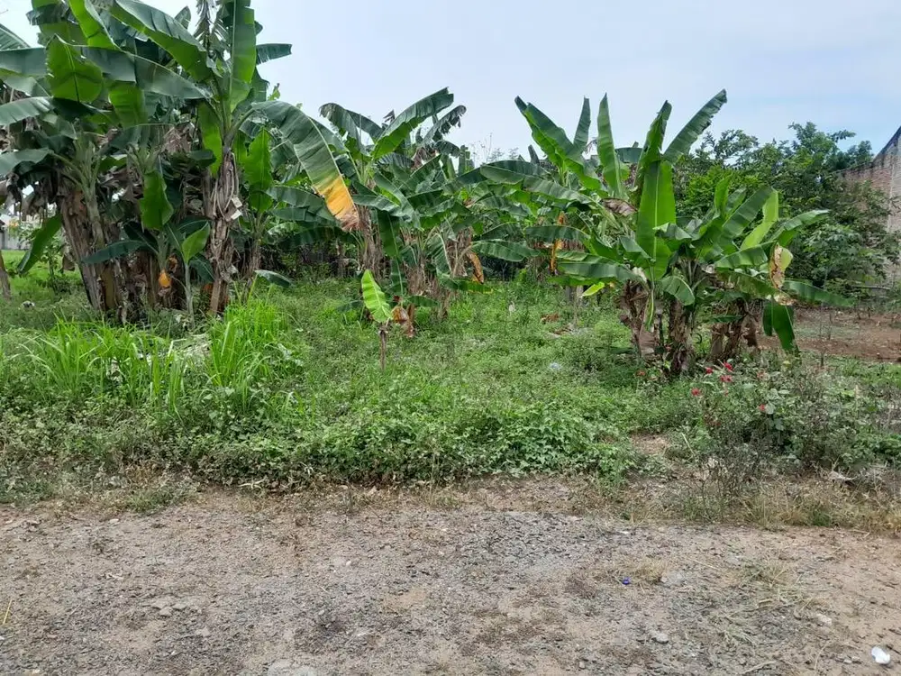 Tanah di way kandis