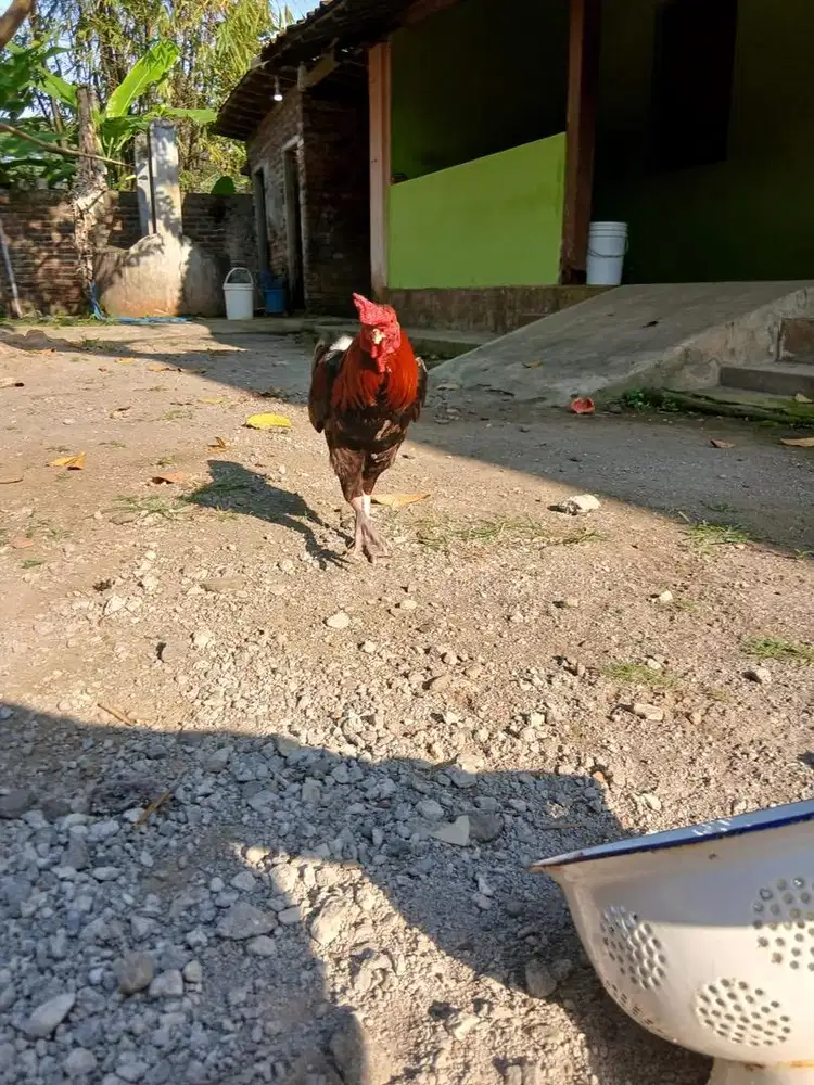 Ayam jantan berkokok bagus setiap hari