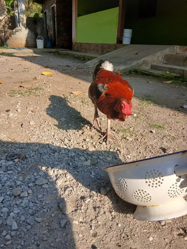 Ayam jantan berkokok bagus setiap hari
