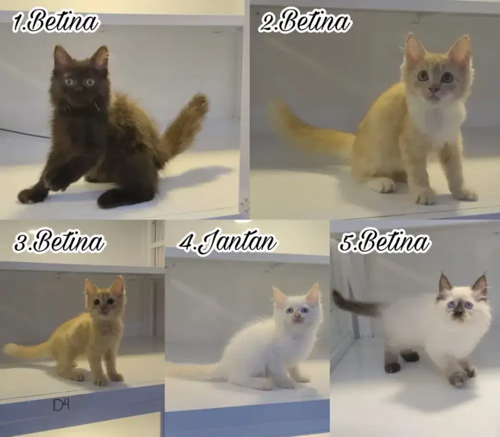 Adopsi kucing murah