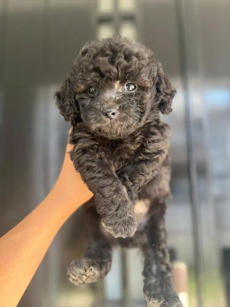 Toy poodle (Choco & Silver)