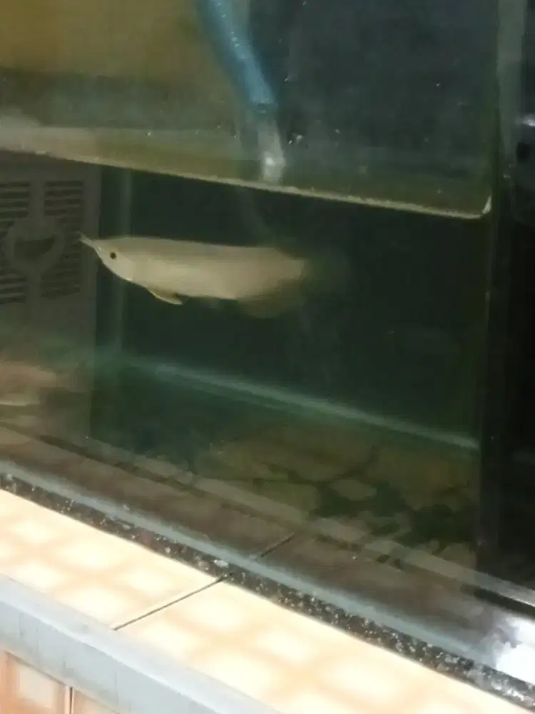 PROMO Arwana golden red sz 15up +Free sapu2 albino sz 12
