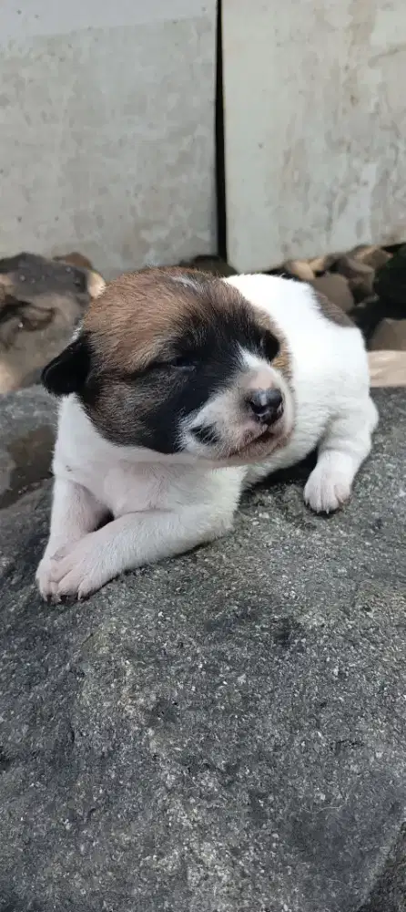 Anak anjing campuran