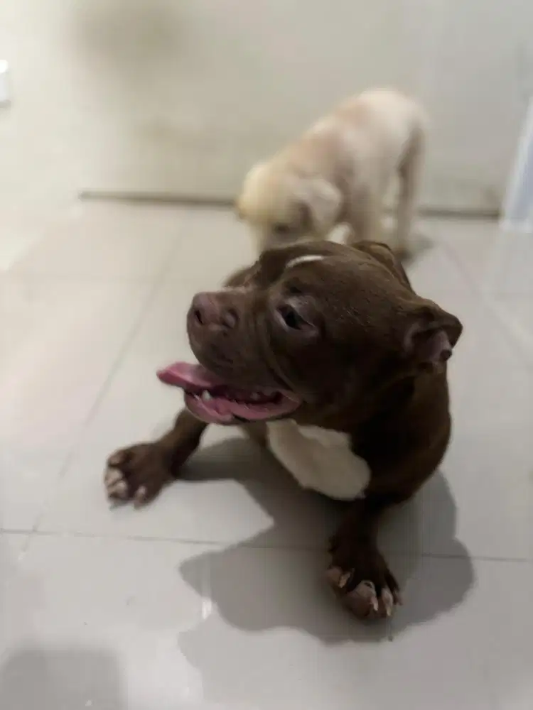 Anjing microbully