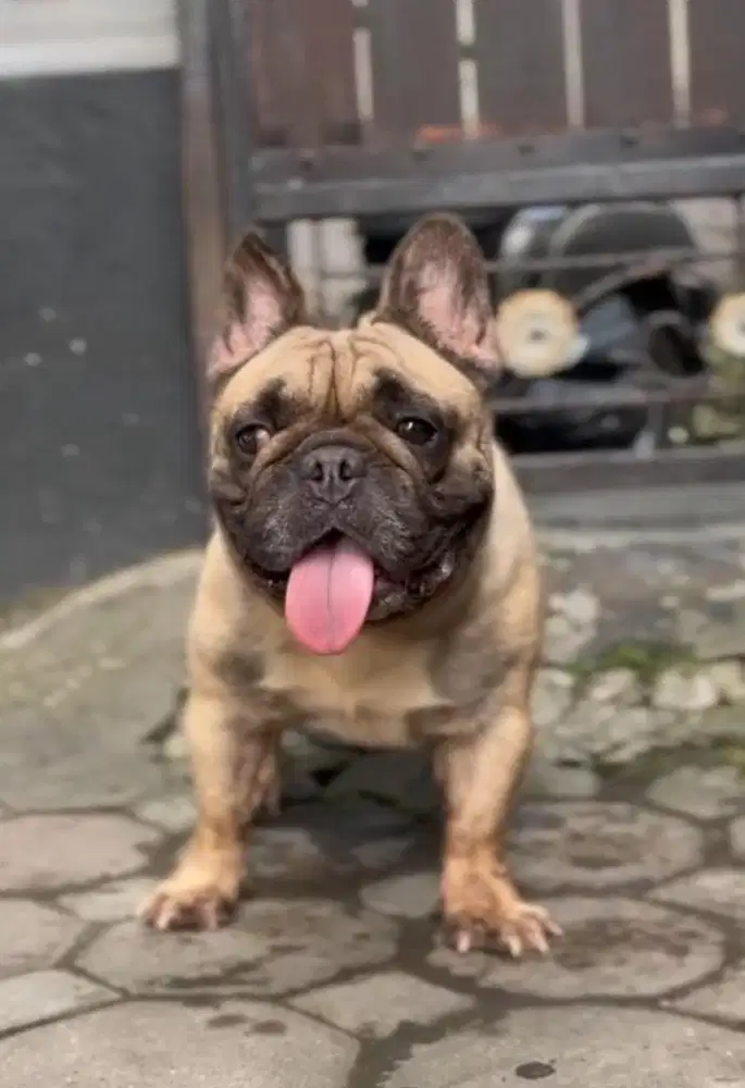 French Bulldog / Frenchie