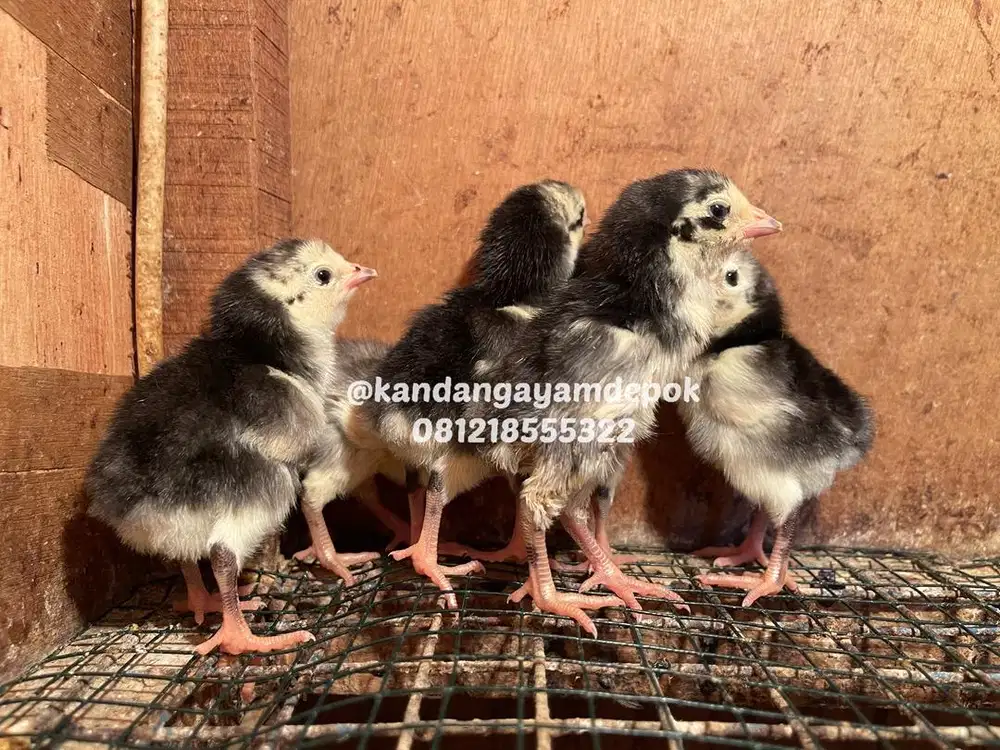 Ayam bangkok klasik 2 minggu