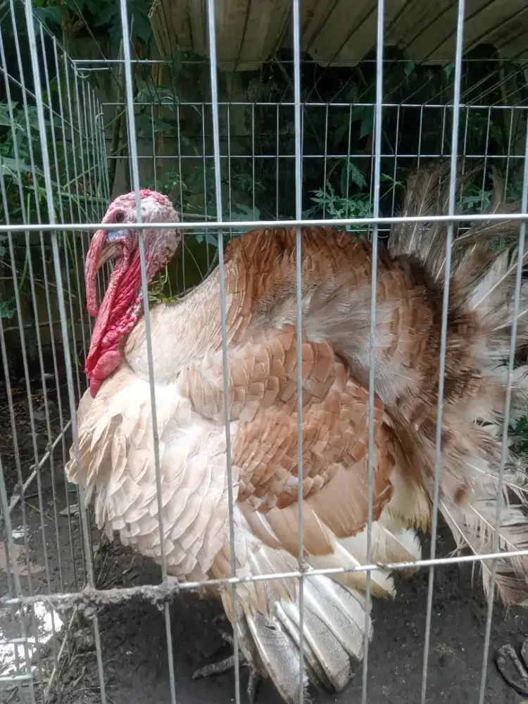 Jual sepasang ayam Kalkun dewasa