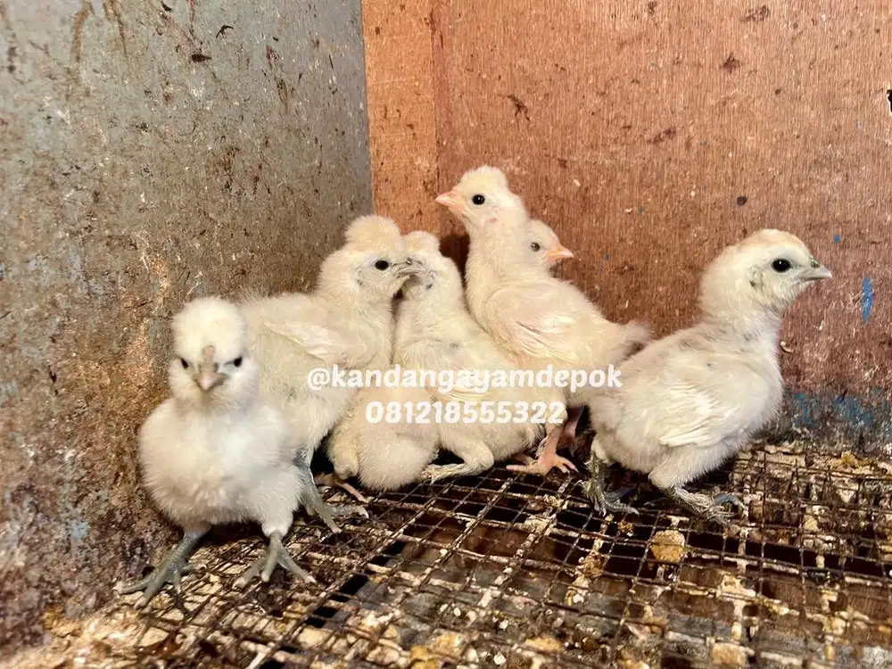 Ayam kapas / silky /silkie