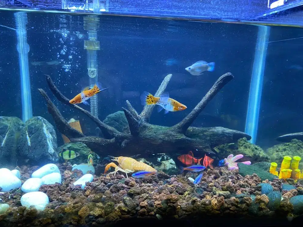 ikan hias sehat, siap pindah aquarium