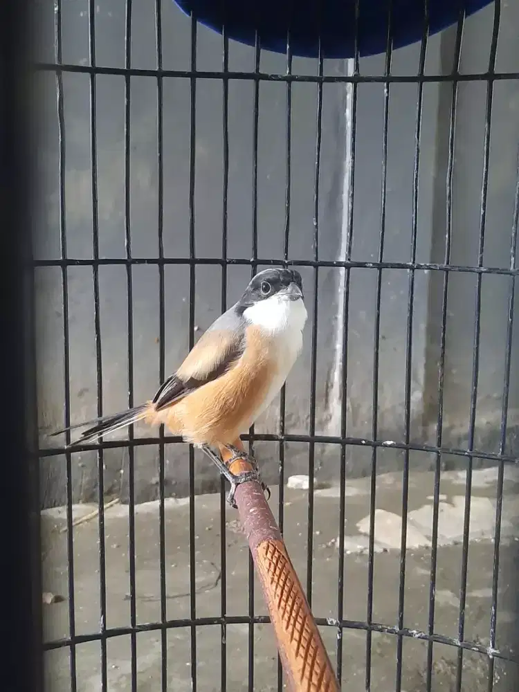 Jual burung pentet