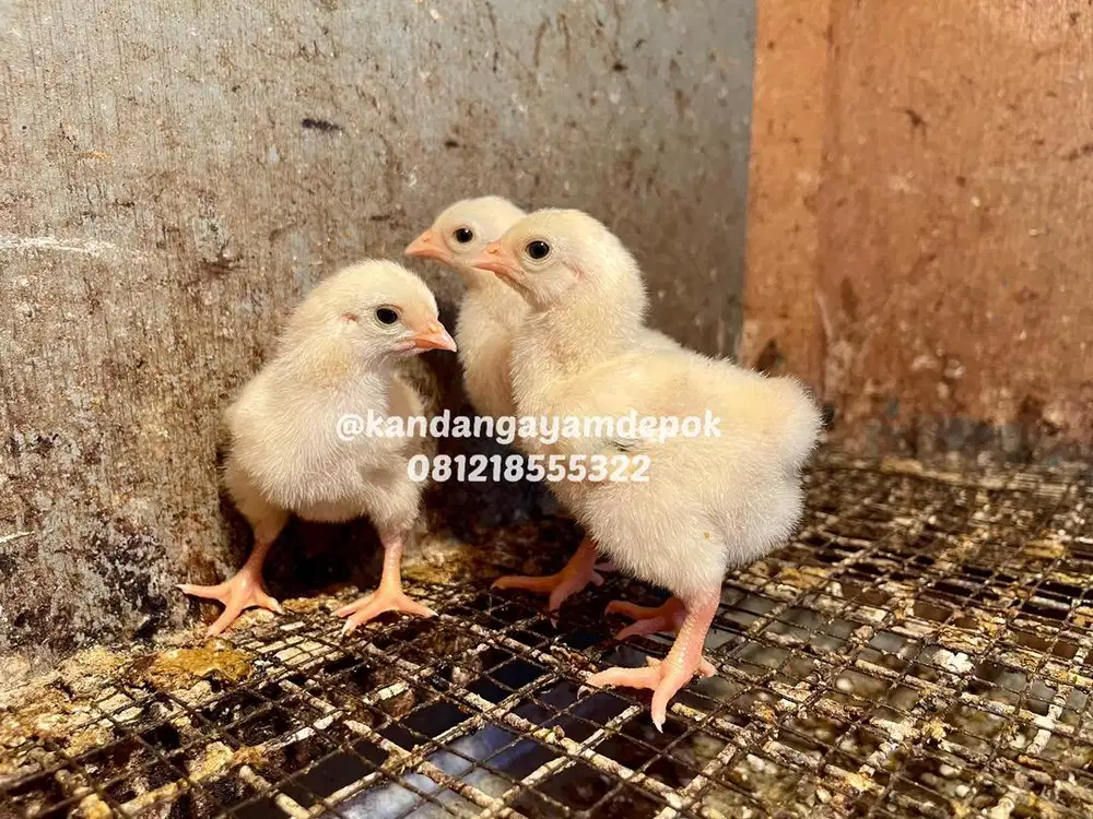 Ayam dong tao 2-3 minggu