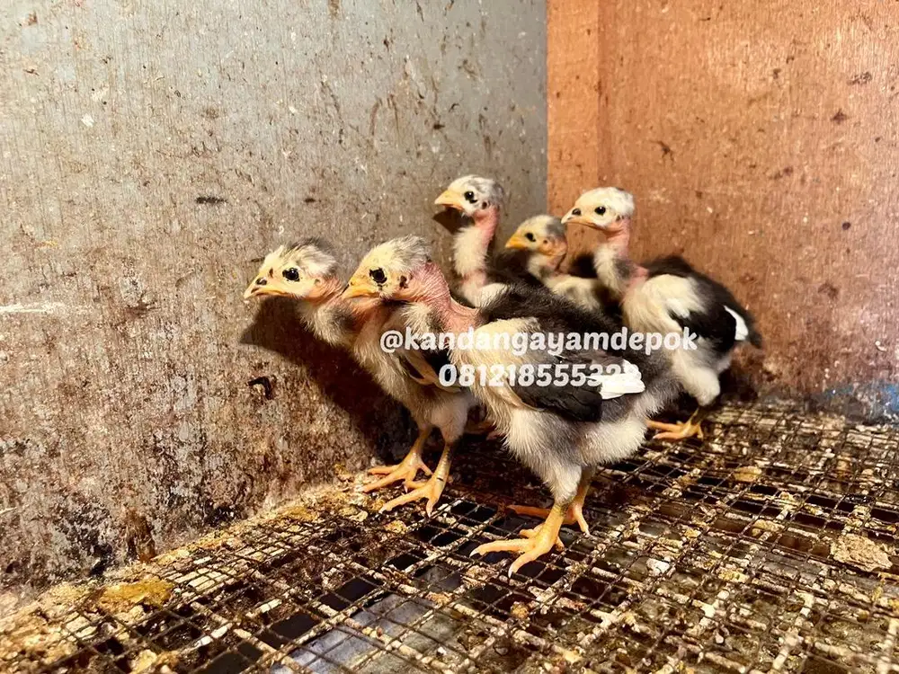 Ayam saigon 1 bulan