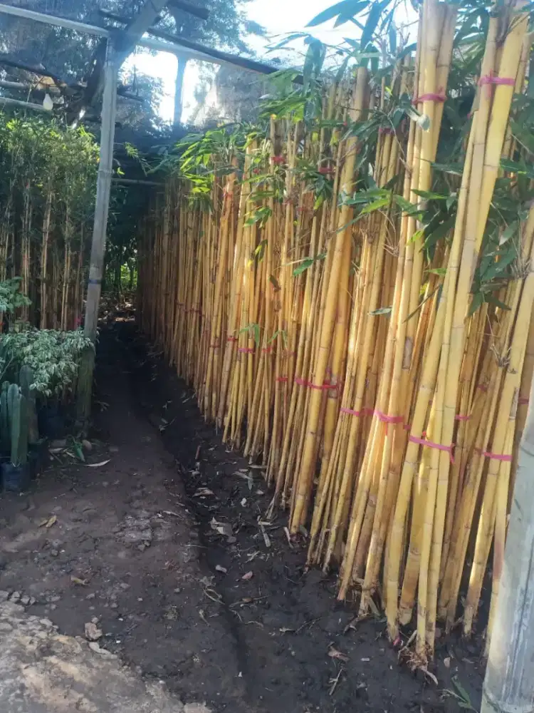 jual bambu kuning (penangkal mahluk goib)