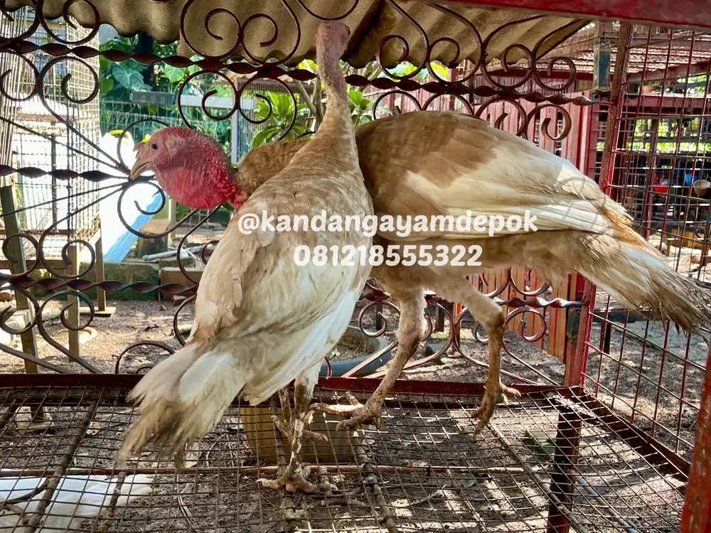 Ayam kalkun bourbon red