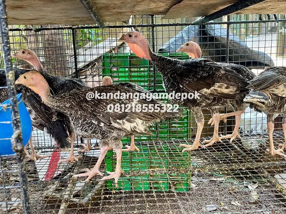 Ayam kalkun bronze 3 bulan