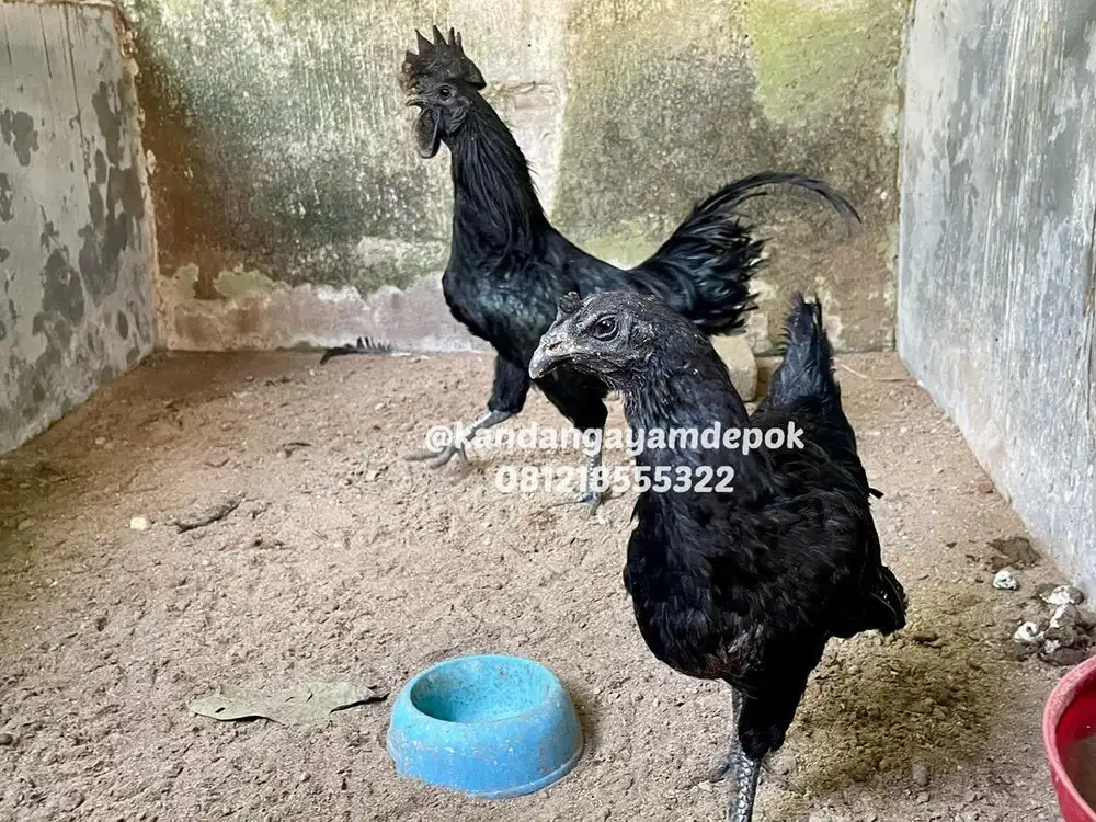 Ayam cemani sepasang