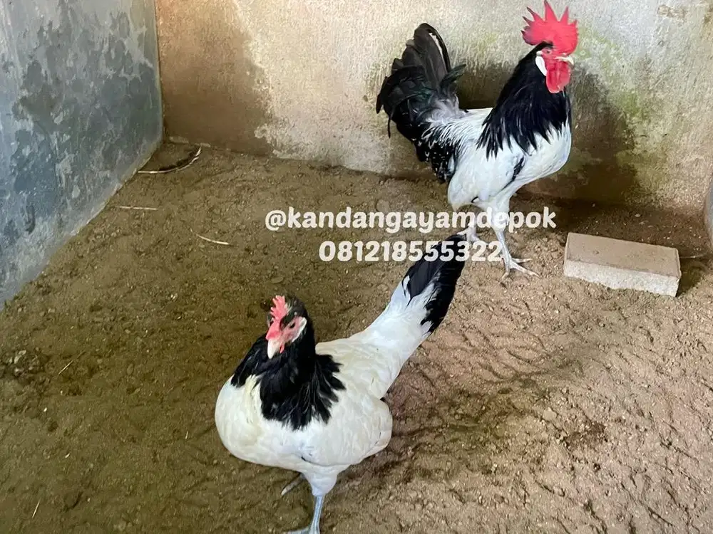 Ayam lakenvelder sepasang
