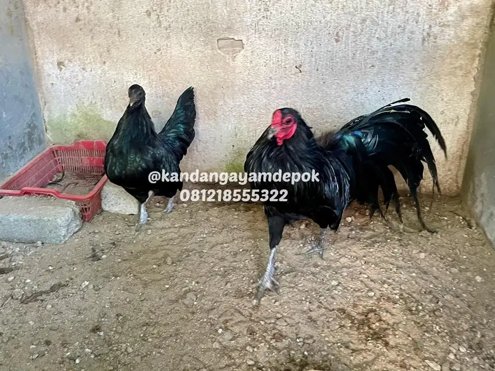 Ayam black sumatra sepasang