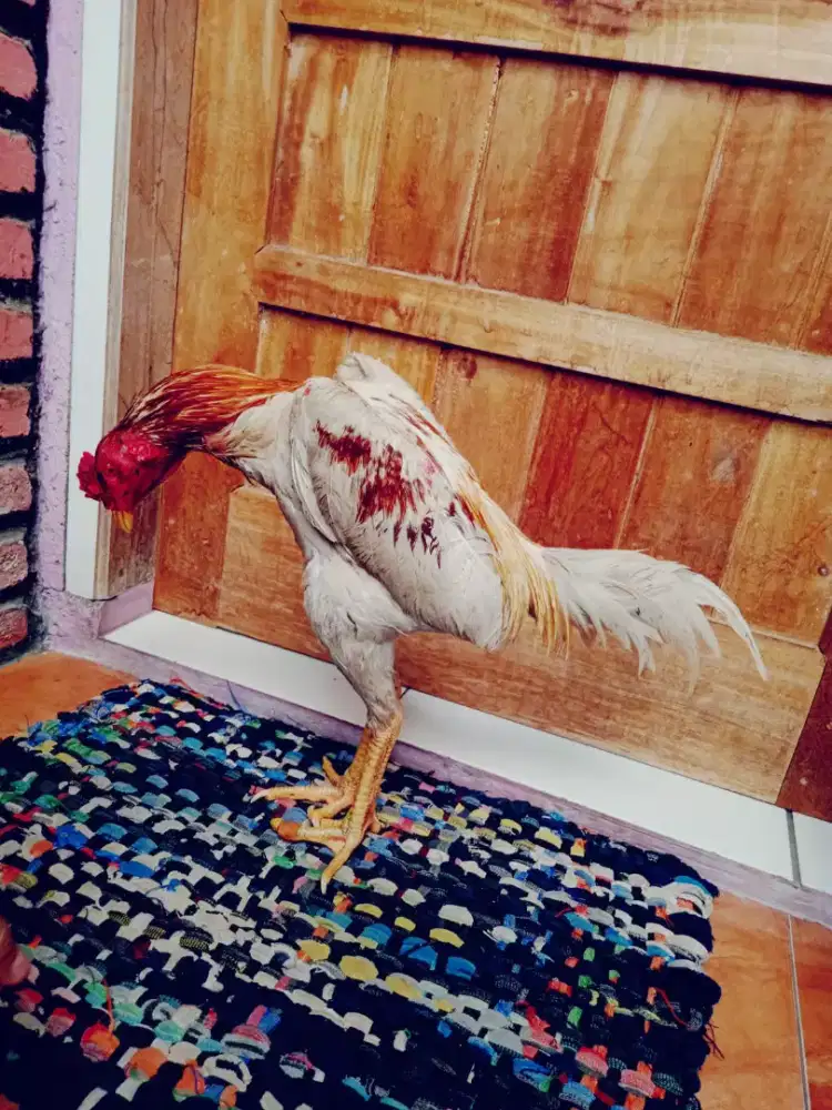 Ayam plucker speed brakot ada cepat pukul sakit saraf siap arena