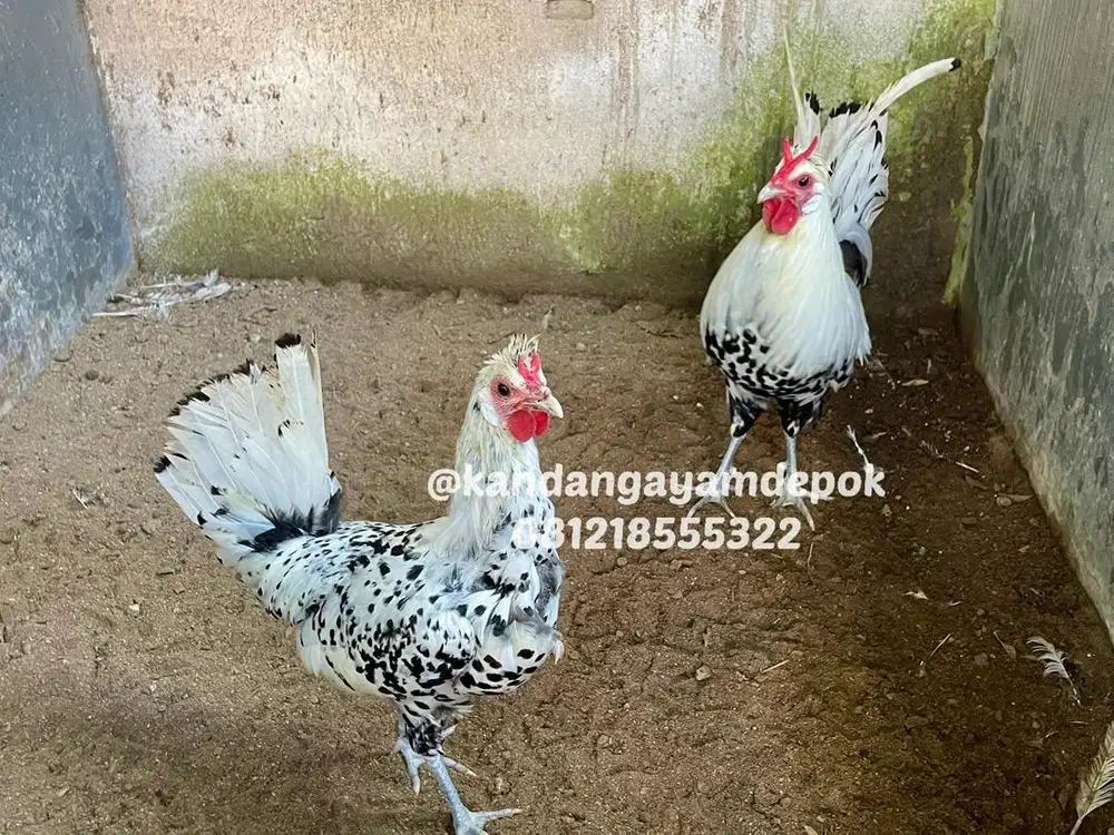 Ayam appanzel sepasang