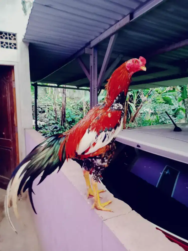 Ayam adu aseel murga line ORI telor dari Pakistan mantap