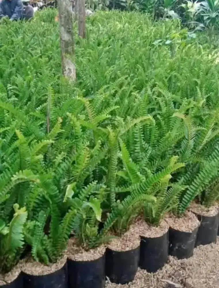Tanaman hias pakis kelabang
