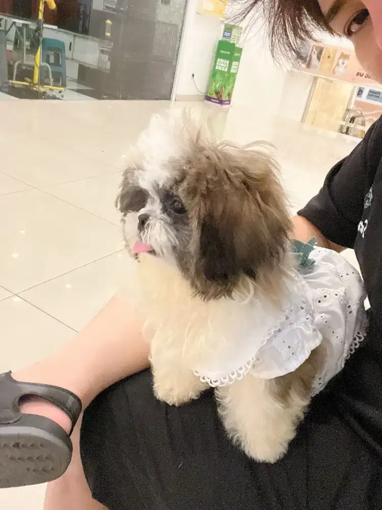 Anjing shiztu betina