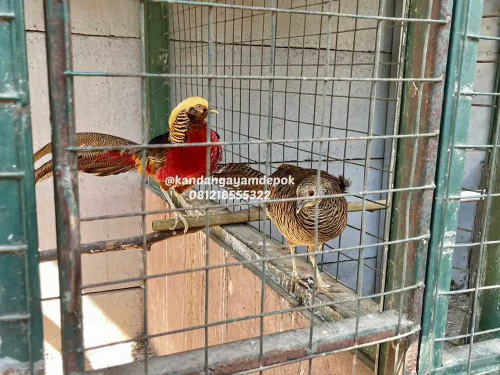 Ayam golden pheasant sepasang