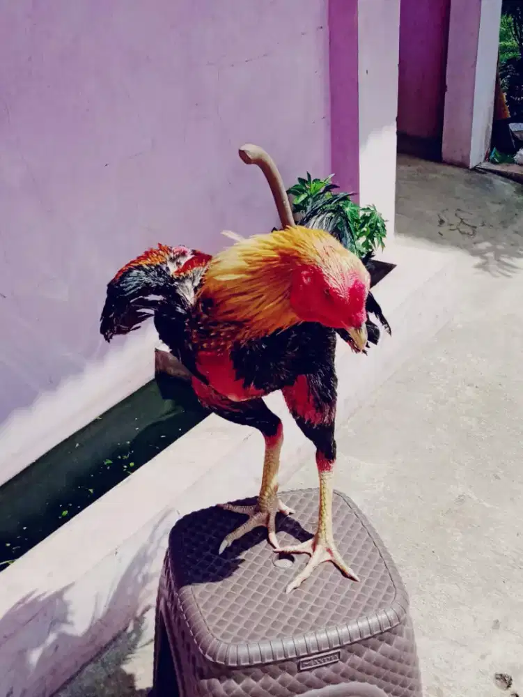 Ayam shamo Jepang ORI sisik katincar mawur jari semua ada pecah  besar