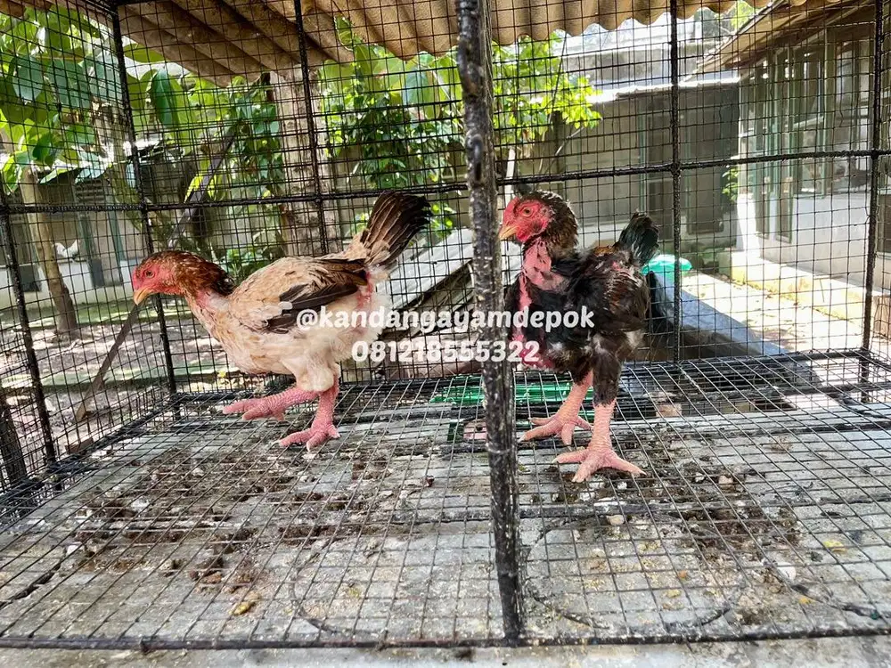 Ayam dong tao sepasang