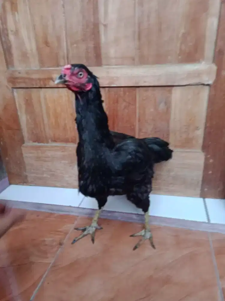 Ayam betina aseel ORI jos dari peternak Pakistan monggo