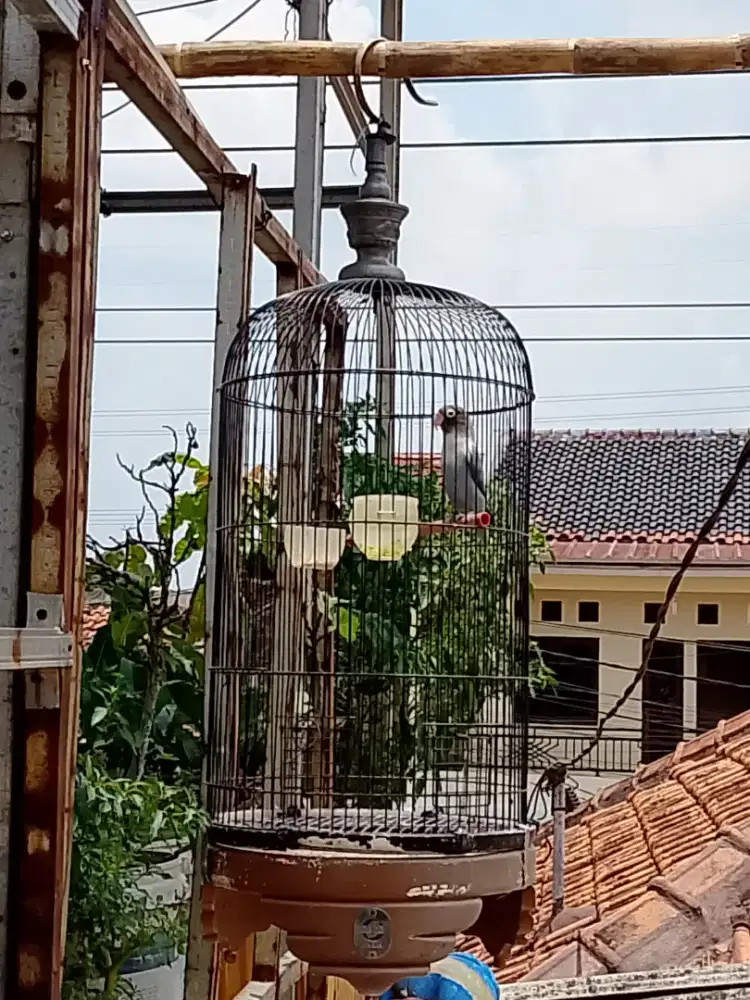 Lb Batman kandang ebod