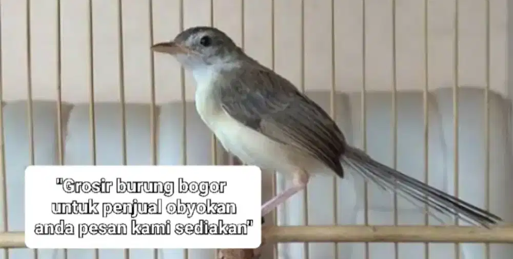 ciwah semi voer tinggal nerusin bunyi