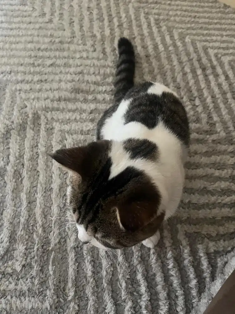 Kucing jantan mix bsh+ scotish strigh