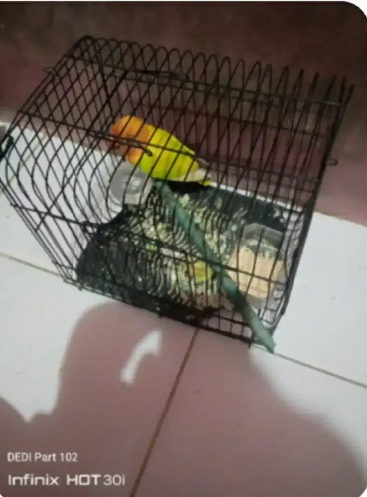 Burung Lovebird