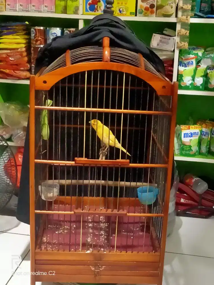 kenari bodi besar jangkung f1 rasmy
