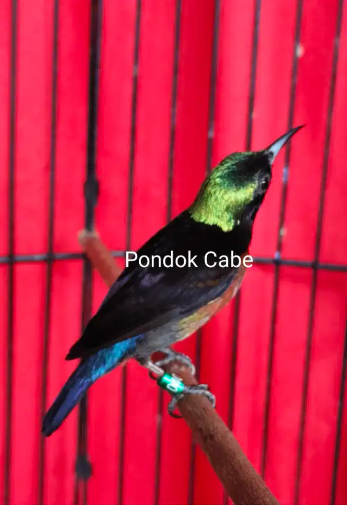 Burung Kolibri Ninja Gacor (RING)