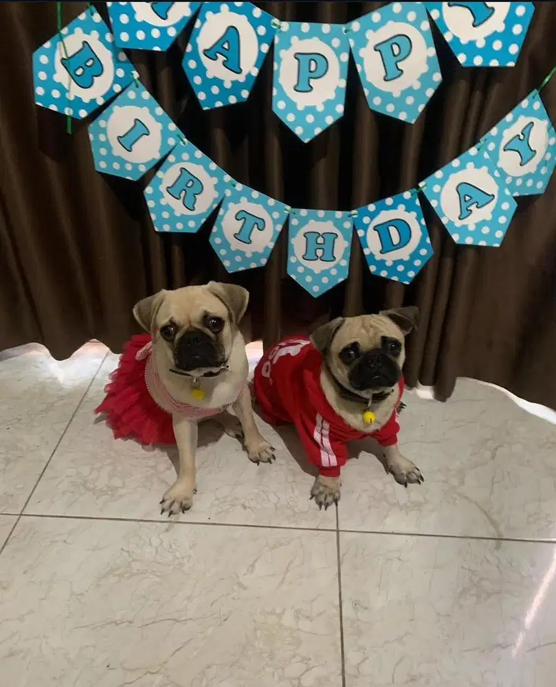 open booking pug