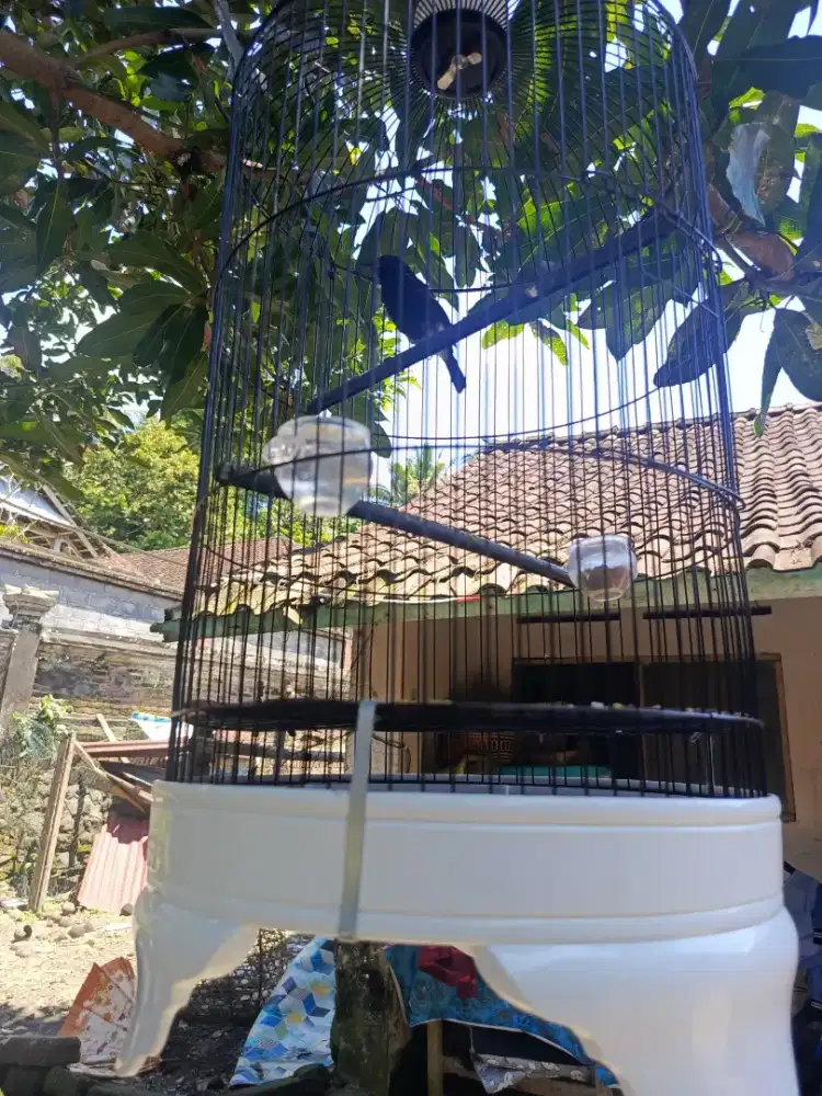 Jual decu,burung sehat sudah ngeplong dn riwikan