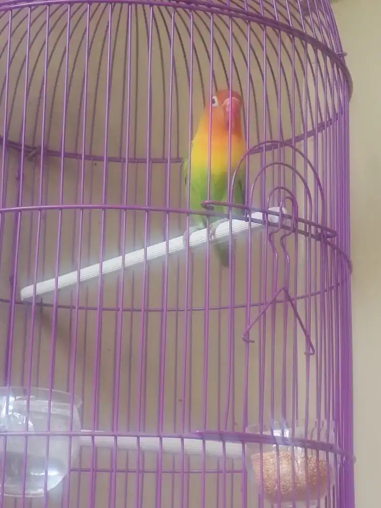 Love bird ngekek