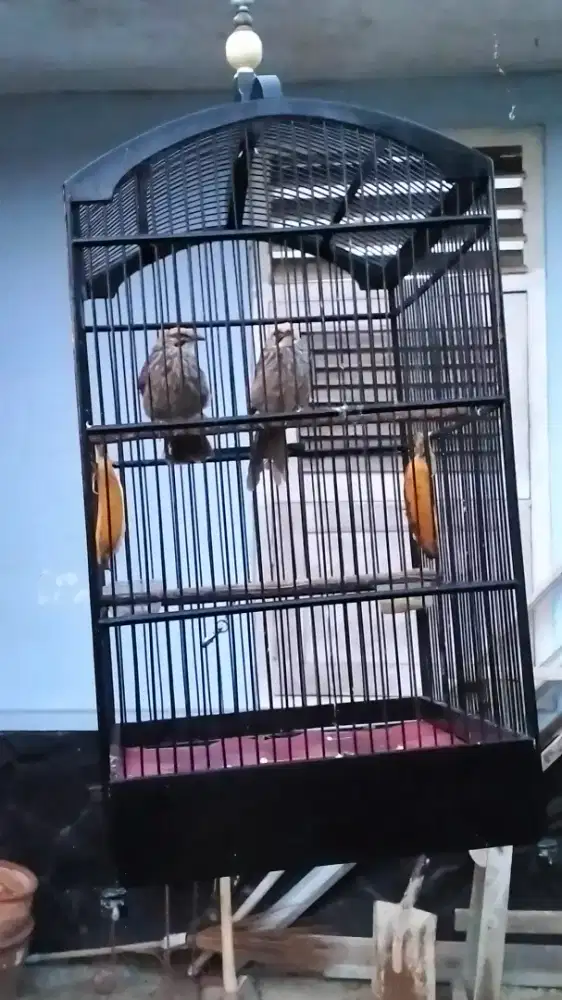 Burung cucak Rowo sepasang nyetel