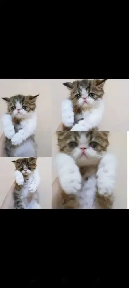 Kucing Persia kitten peaknose