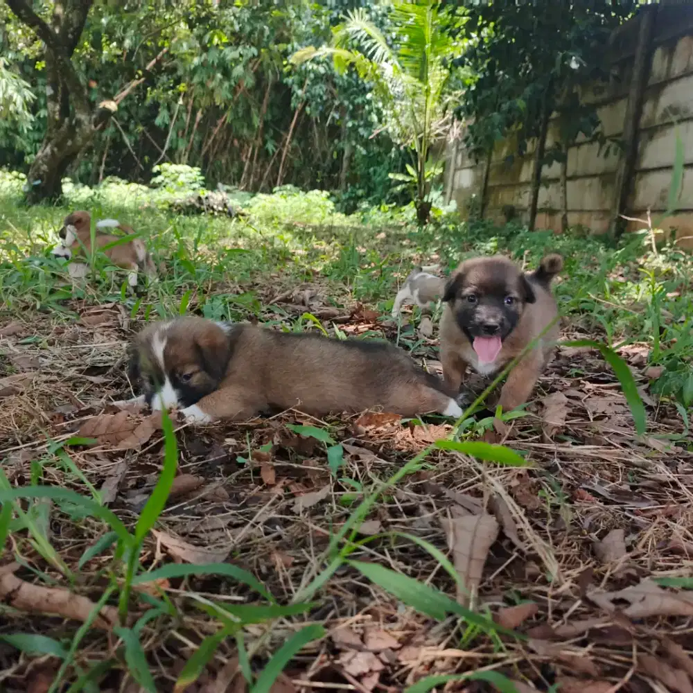 Anak anjing jantan dan bentina