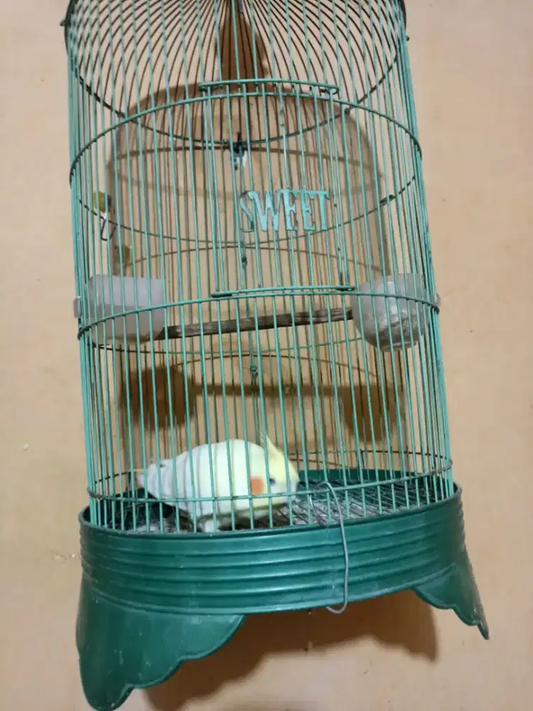 parkit australi mantan jitot,