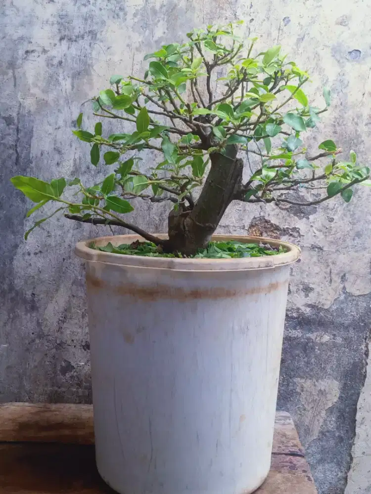 Bonsai Loa Ficus Racemosa