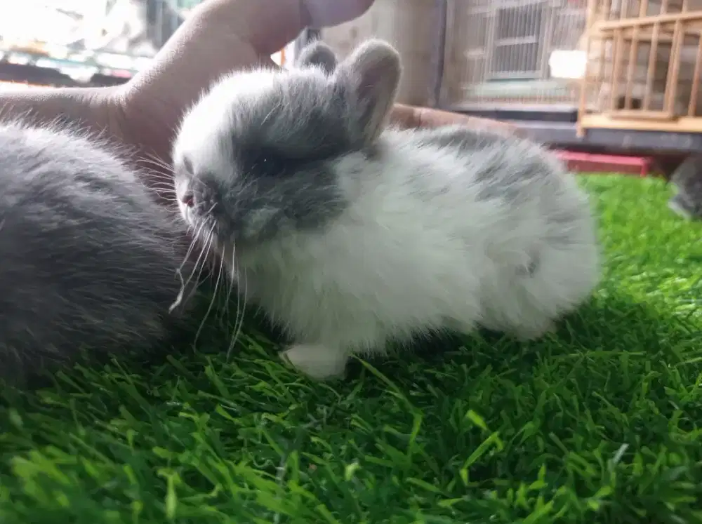 kelinci hias jenis nedherland dwarf