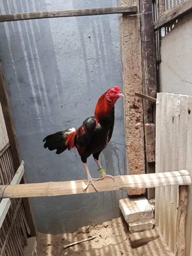 Ayam Bangkok 2D(pakhoy x pamangon)RJF