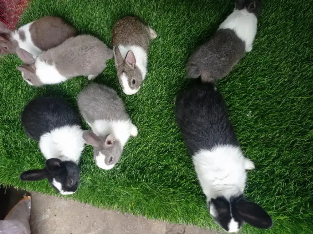 kelinci hias jenis DUTCH