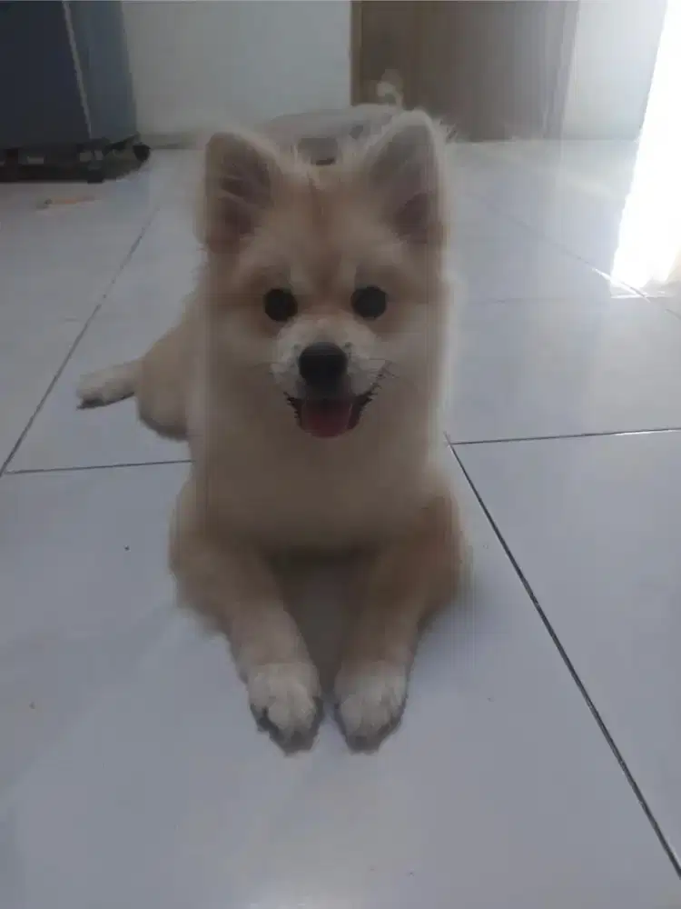 Anjing jantan pom cream